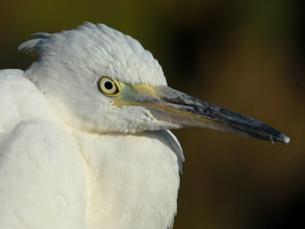 027 little egret.jpg