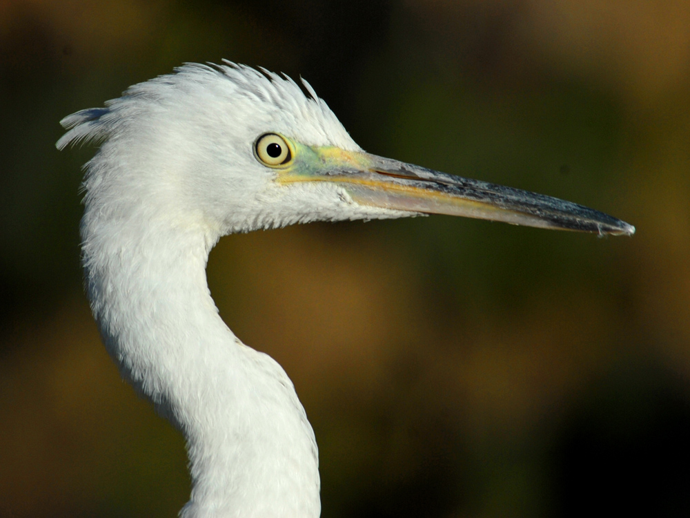 028 little egret.jpg