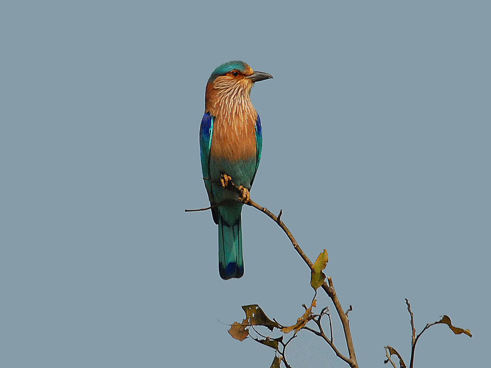 033 indian roller.jpg