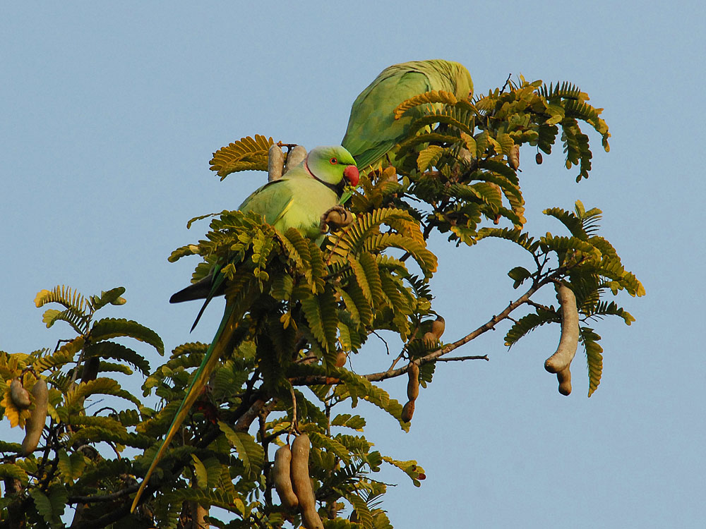 036 parakeets.jpg