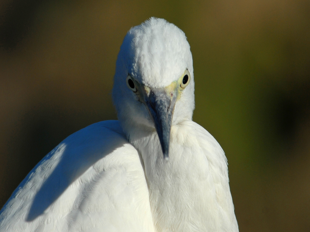 040 little egret.jpg