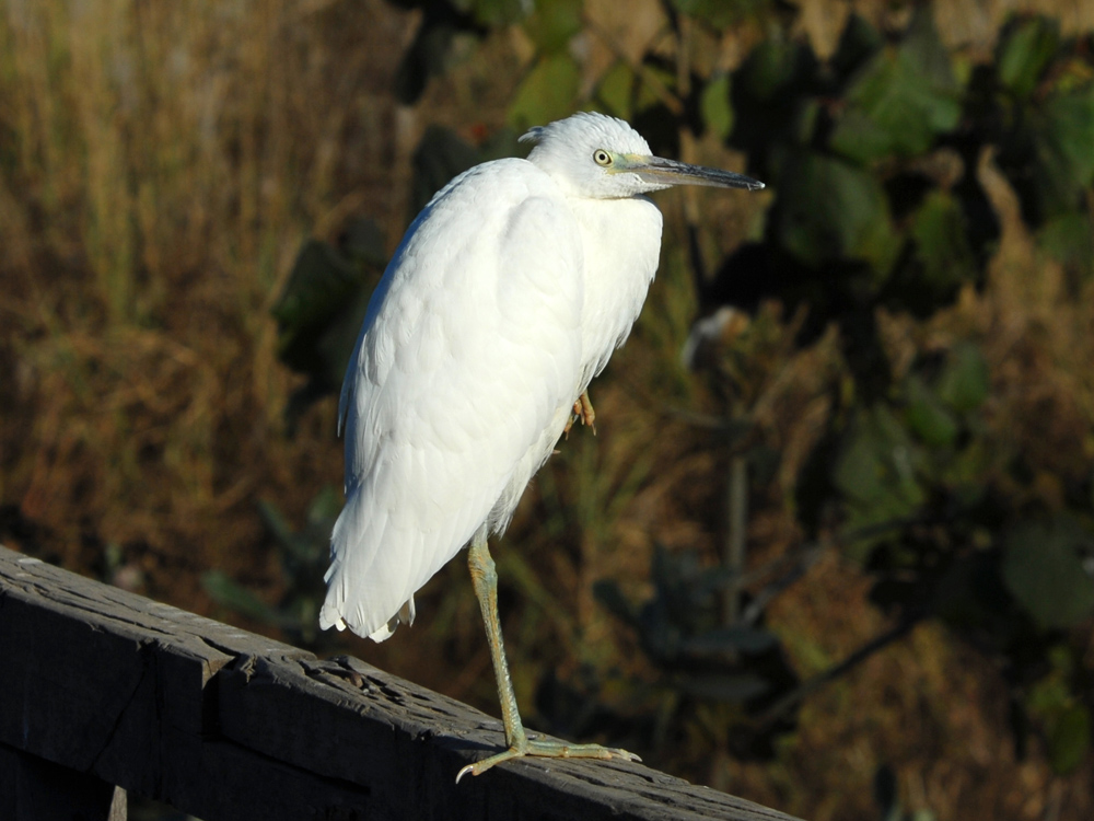 041 little egret.jpg