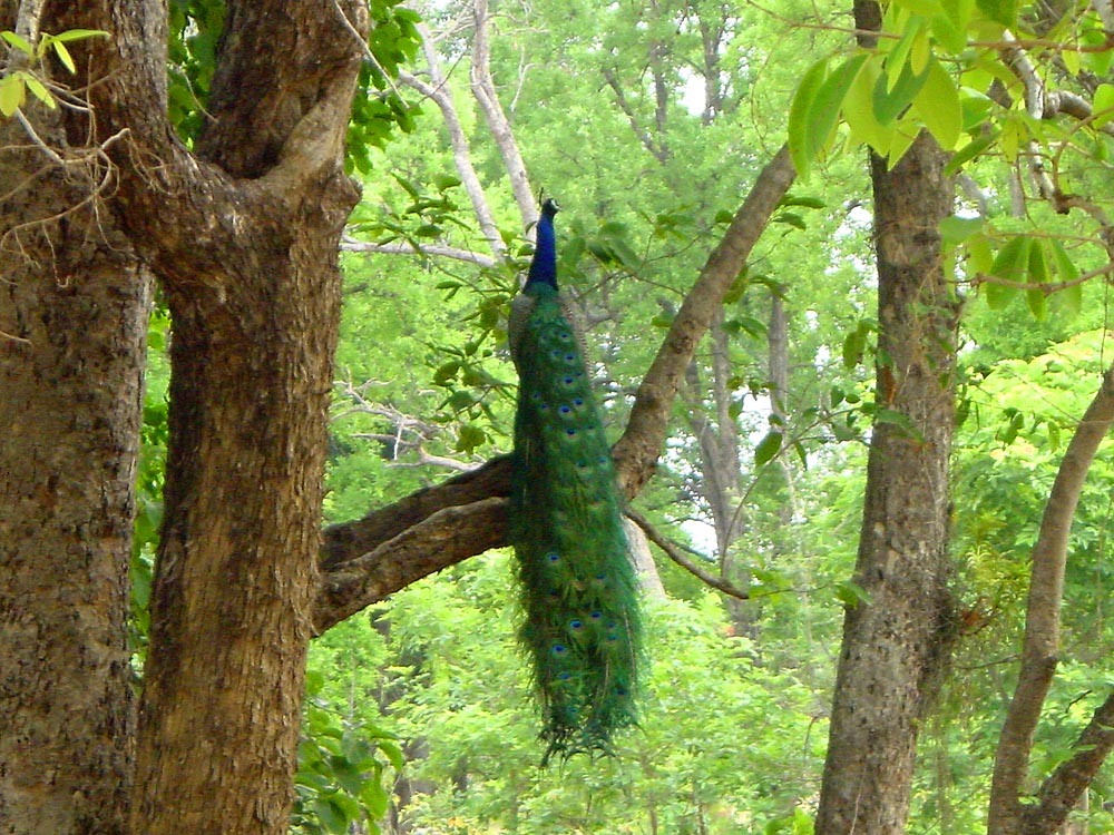 052 peacock.jpg