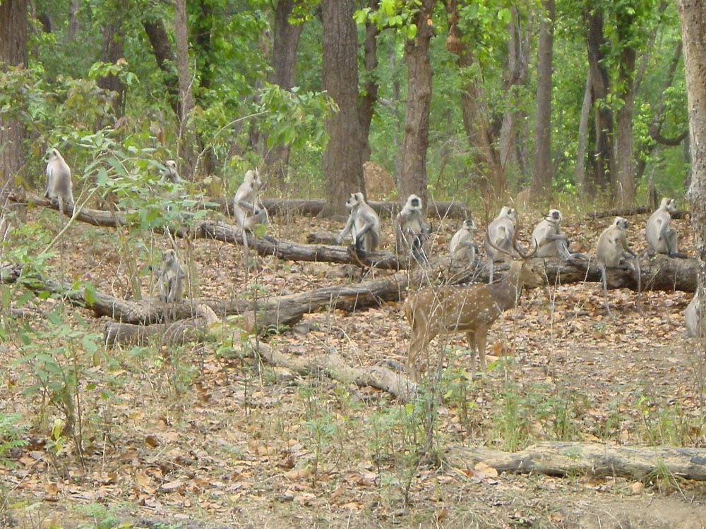 059 langur lineup.jpg