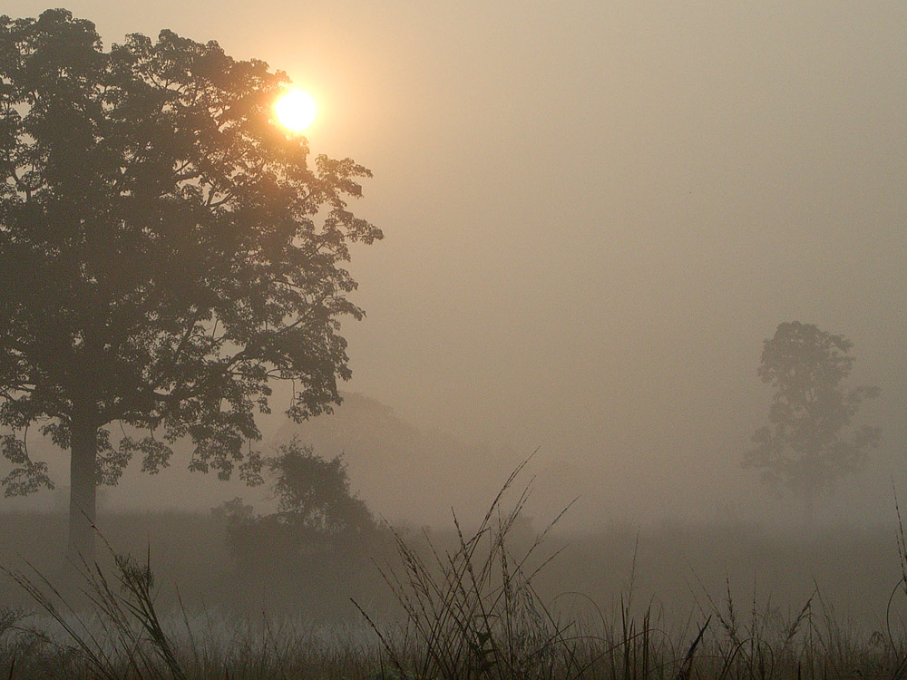 060 sunrise over forest fog.jpg