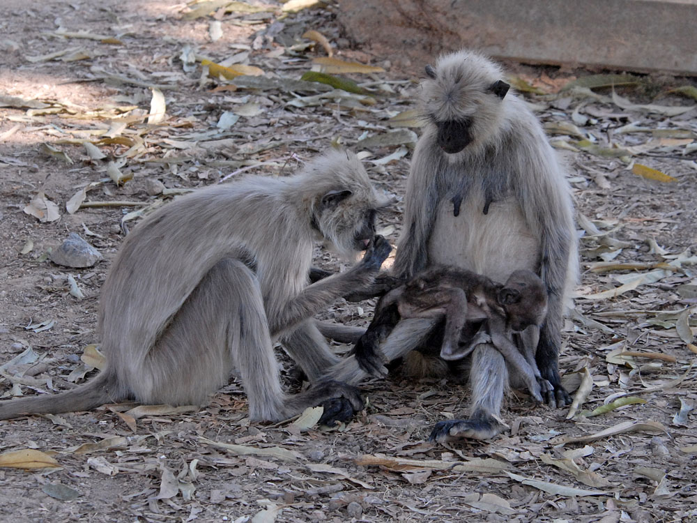 064 langur grooming.jpg