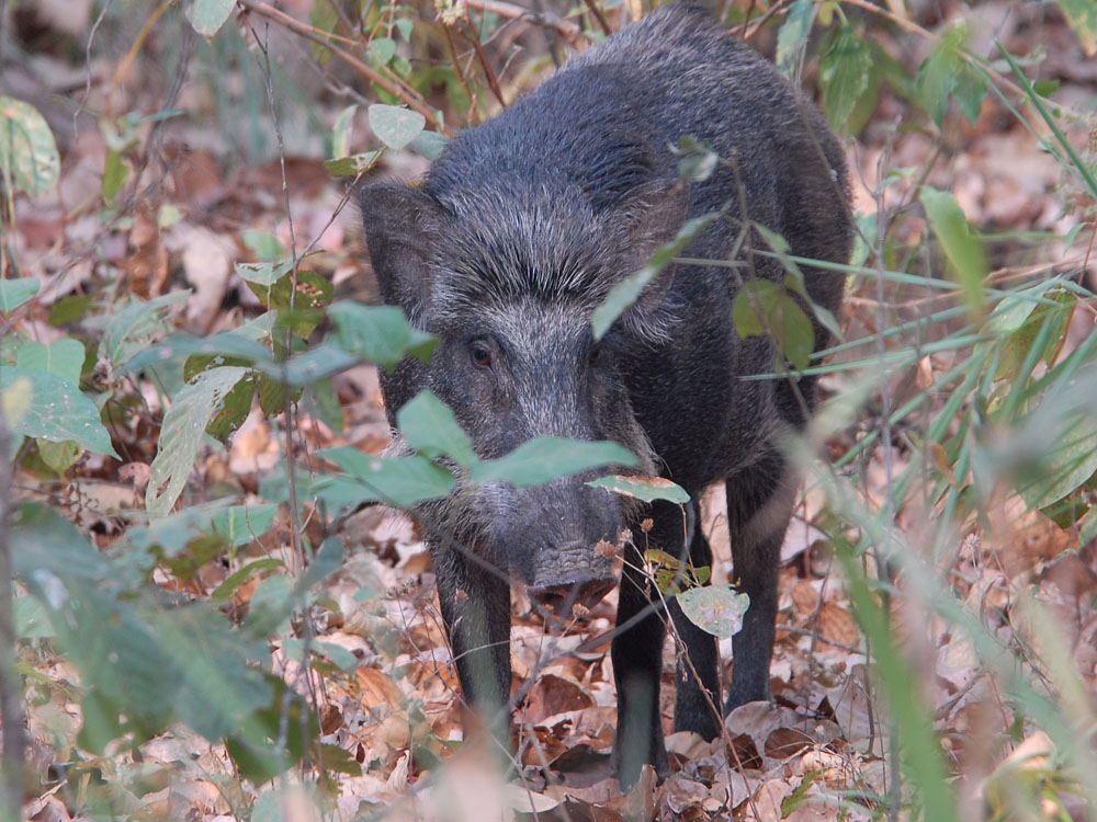 067 wild boar.jpg