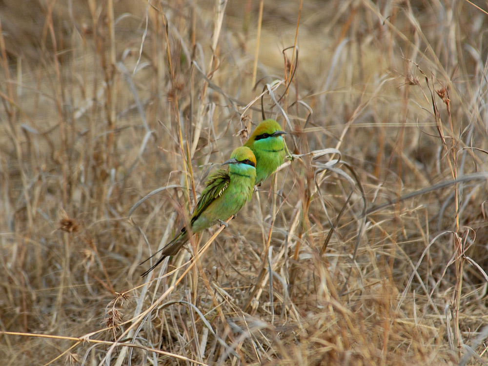 068 green bee eaters.jpg