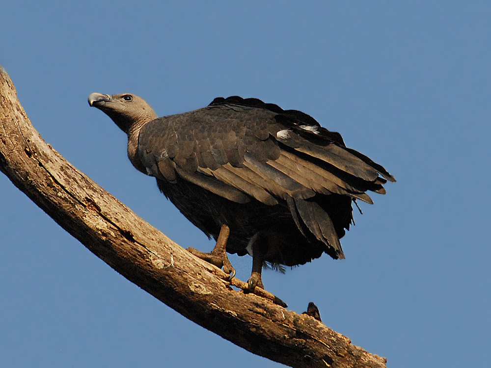 069 long-billed vulture.jpg