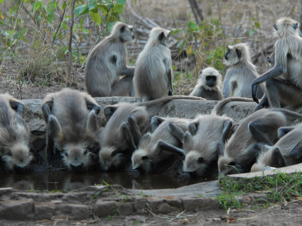 077 langur.jpg