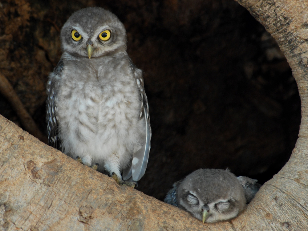 084 spotted owlets.jpg