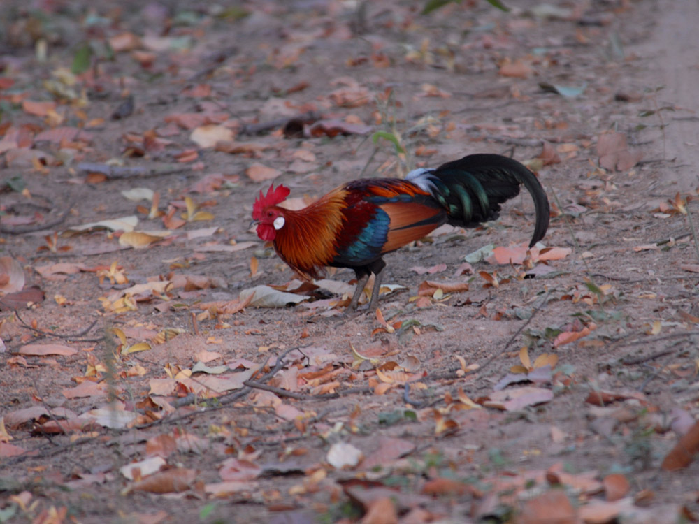 101 jungle fowl.jpg