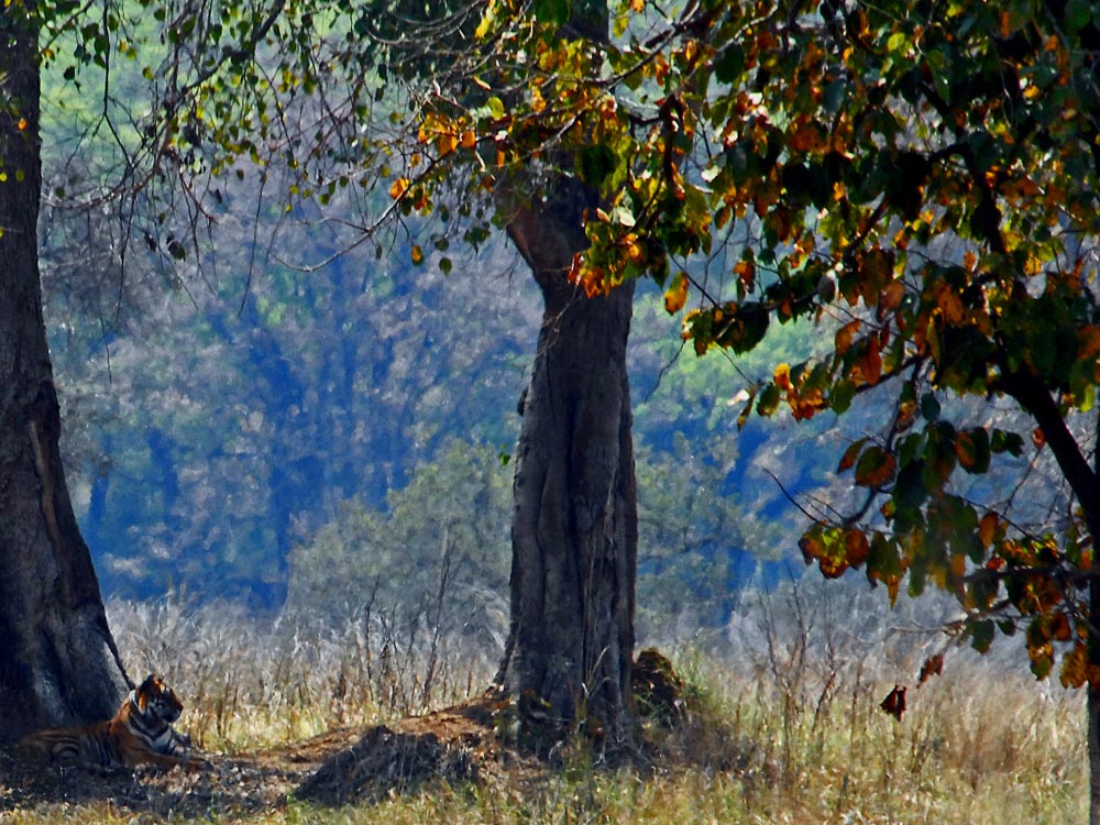 008 tiger in Kanha Nature Reserve.jpg