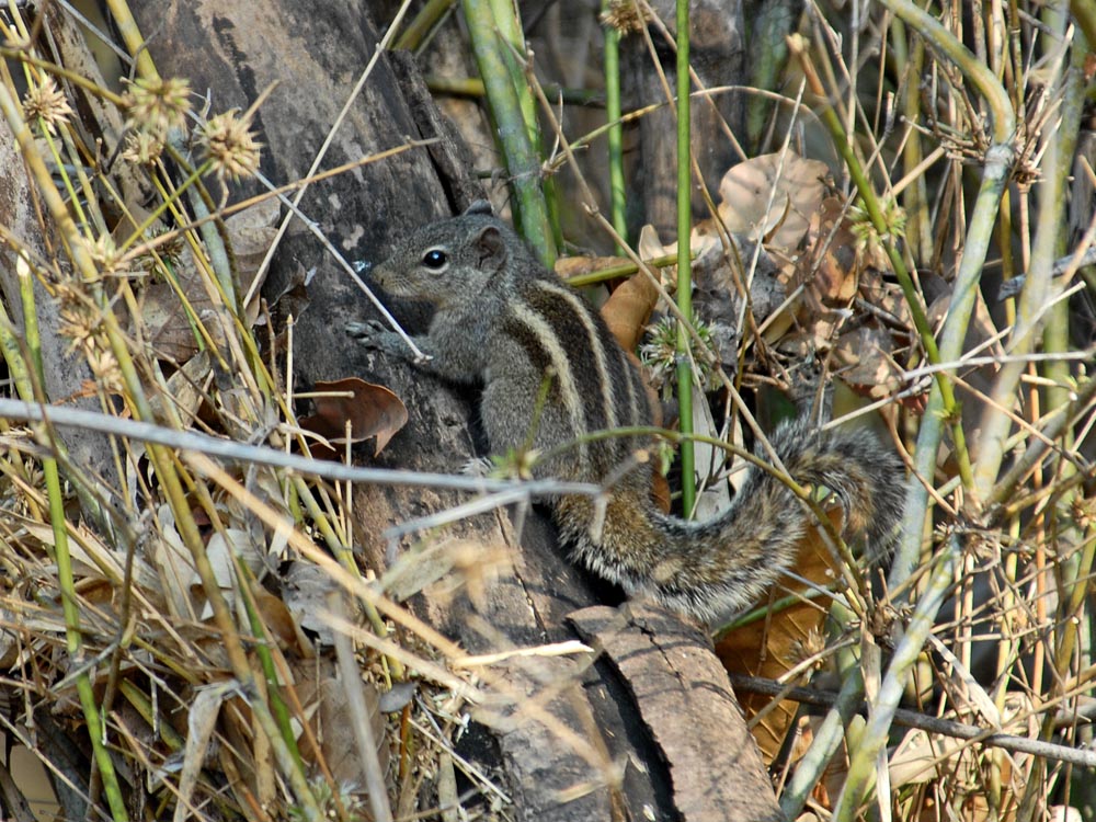 020 three-banded grey squirrel.jpg