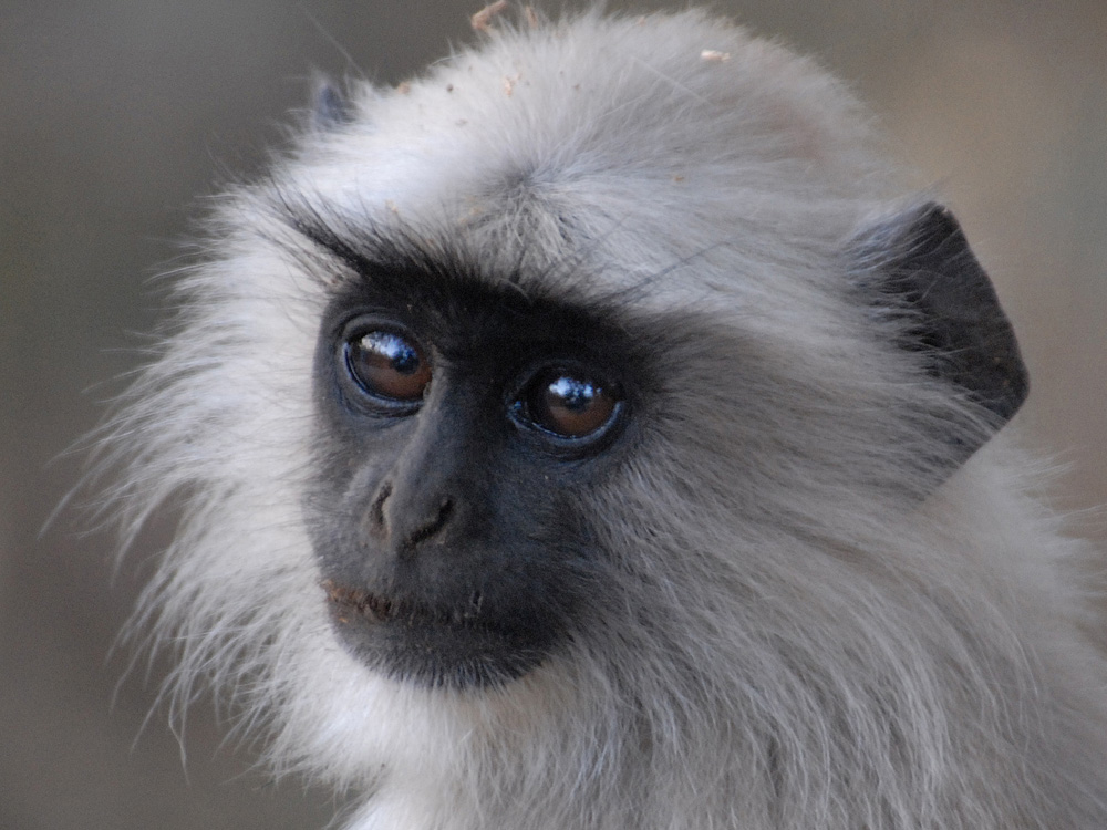 025 langur.jpg