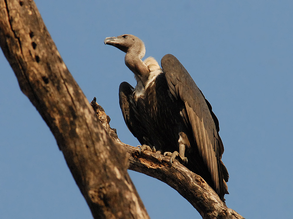 027 long-billed vulture.jpg