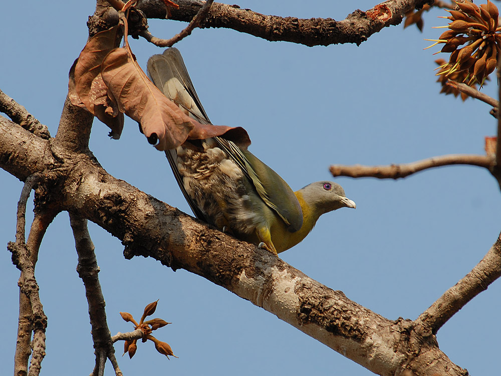 029 green pigeon.jpg