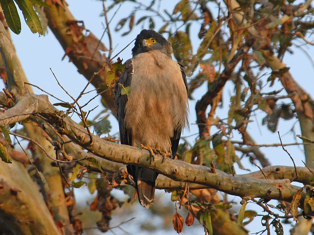 032 crested serpent eagle.jpg