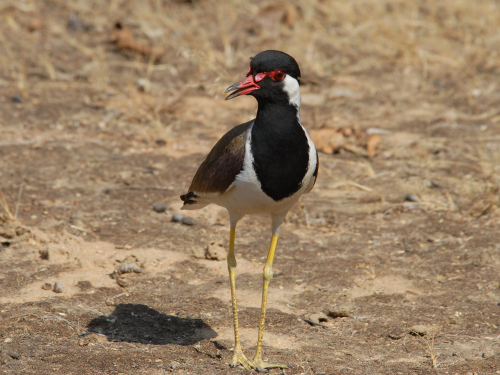 038 red wattled lapwing.jpg