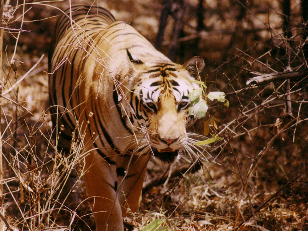 004 tiger walking through branches.jpg