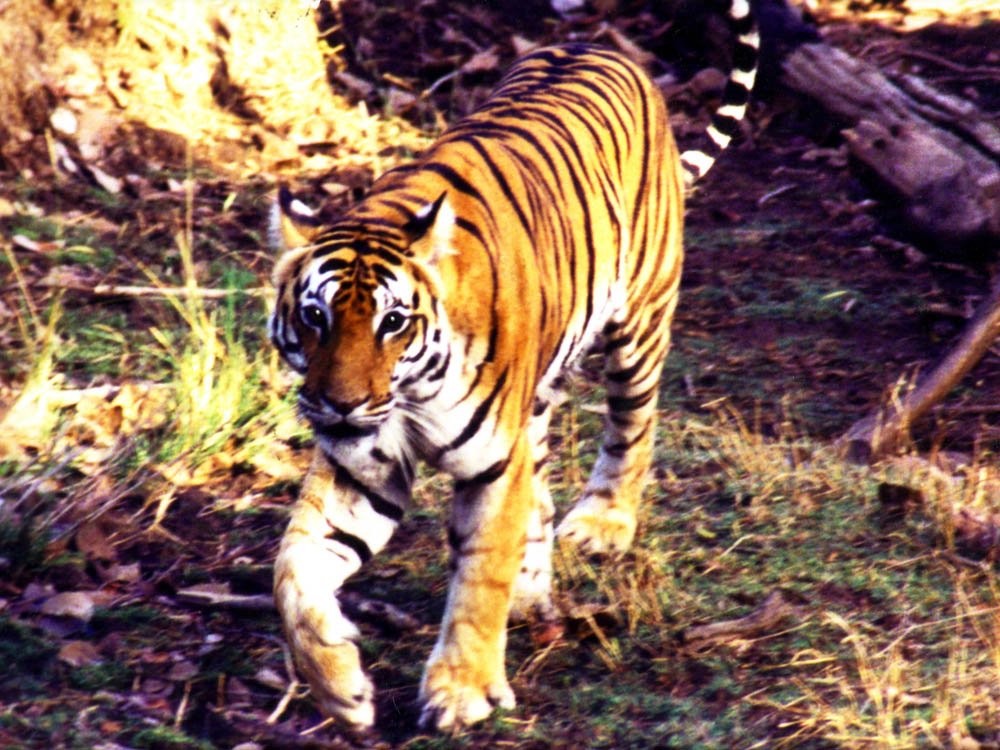 008 tiger walking head on.jpg