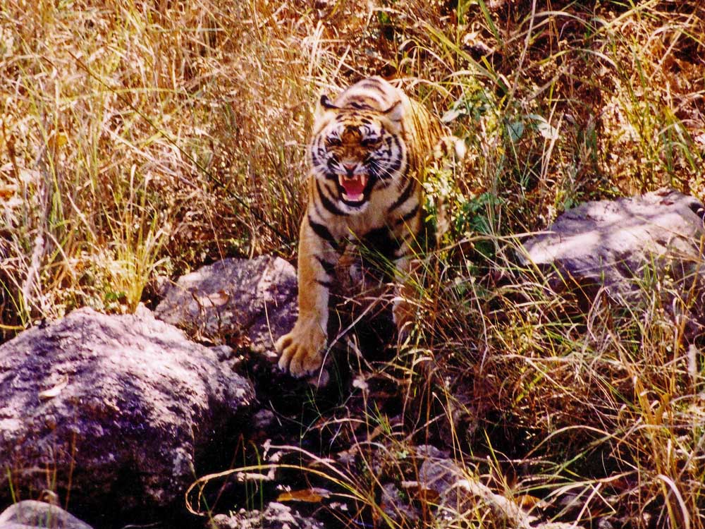 010 tigress growling.jpg