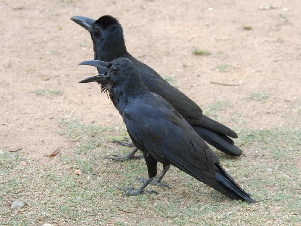 021 jungle crows.jpg