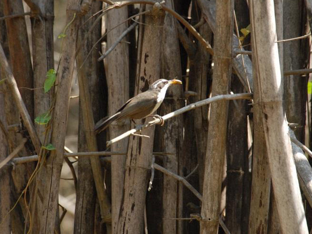 022 scimtar babbler.jpg