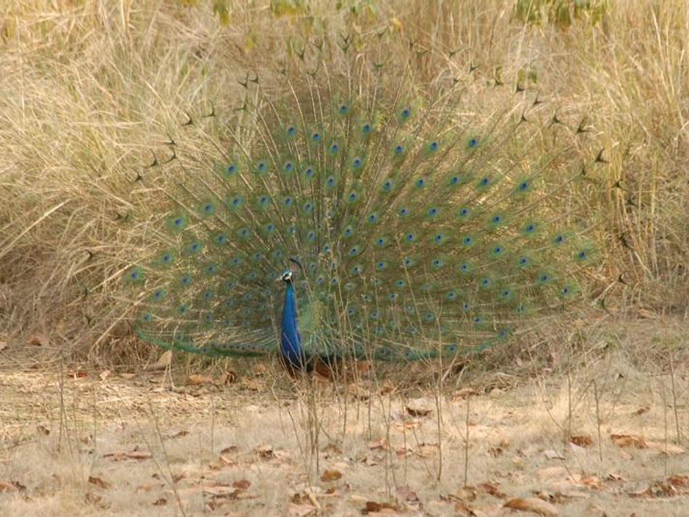 023 peacock.jpg