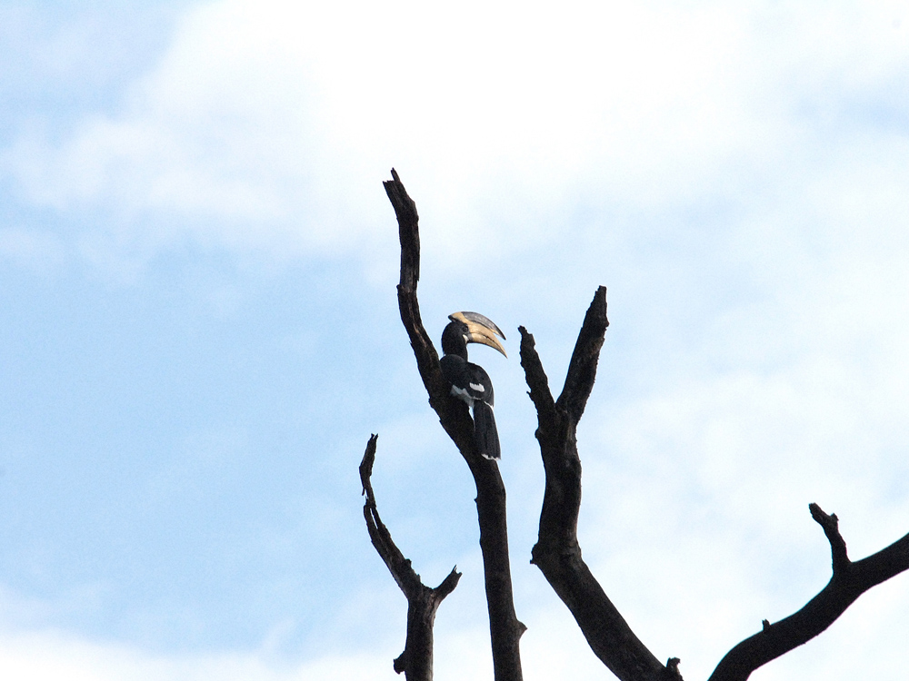 028 pied horn bill.jpg