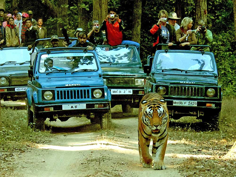 032 tiger with tourists.jpg