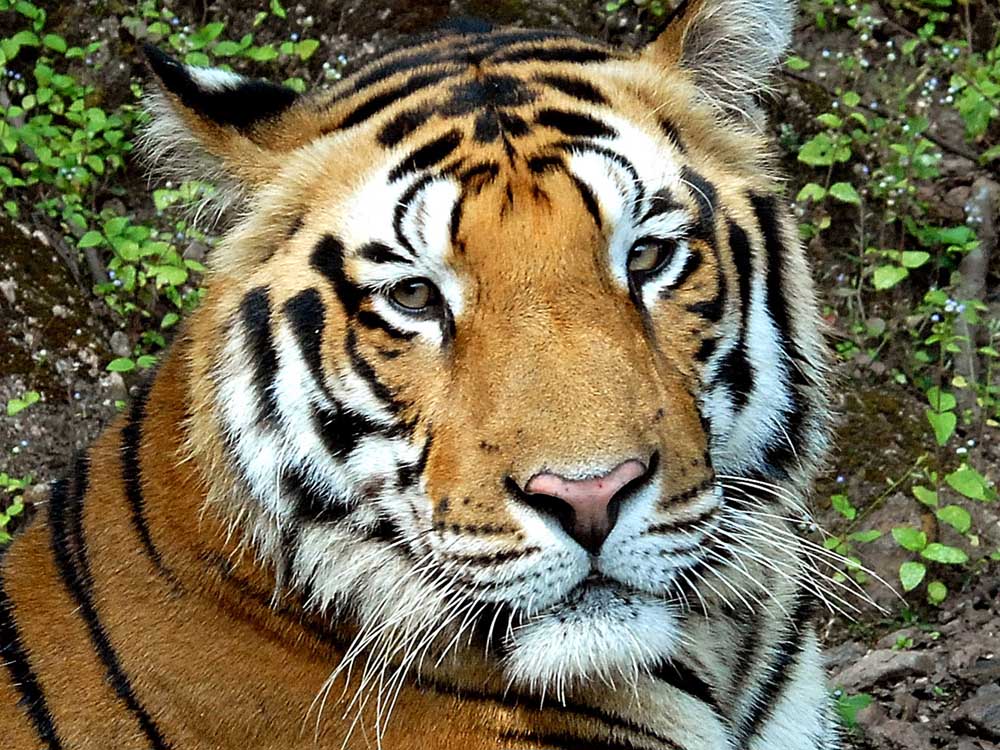 033 tiger portrait.jpg
