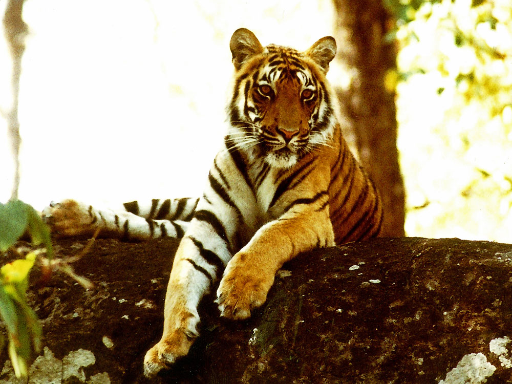 037 tiger.jpg