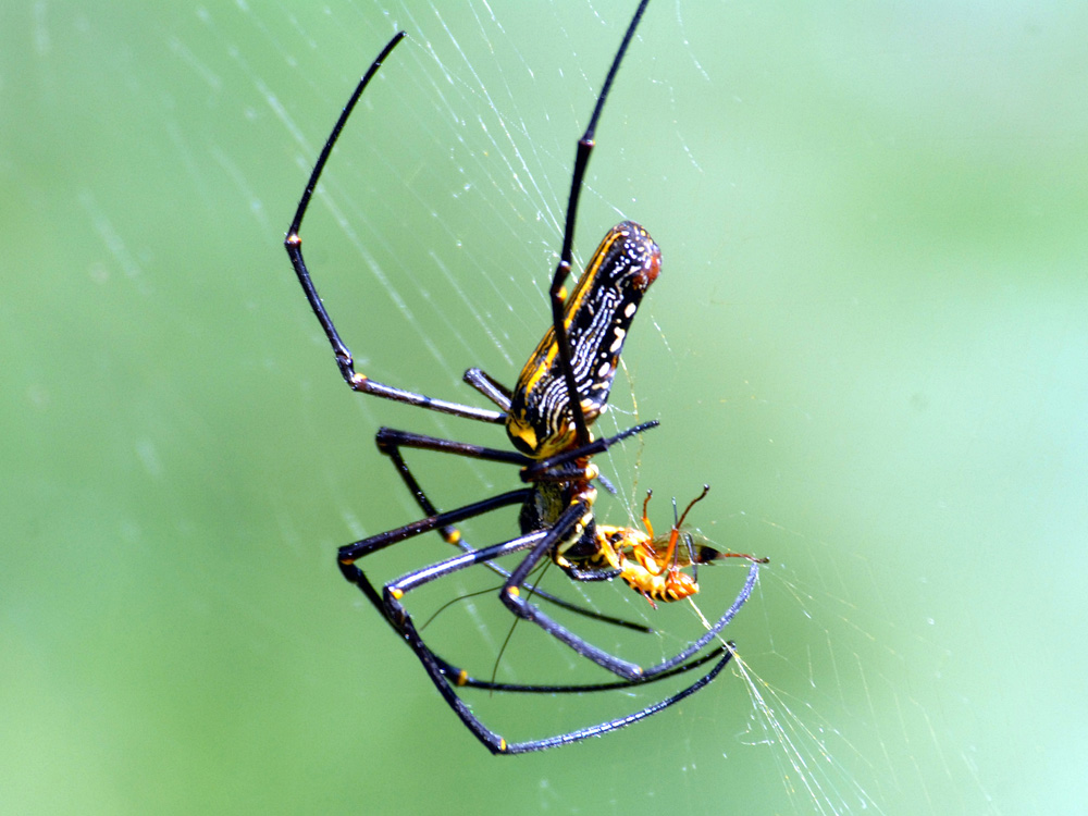 042 giant wood spider and prey.jpg