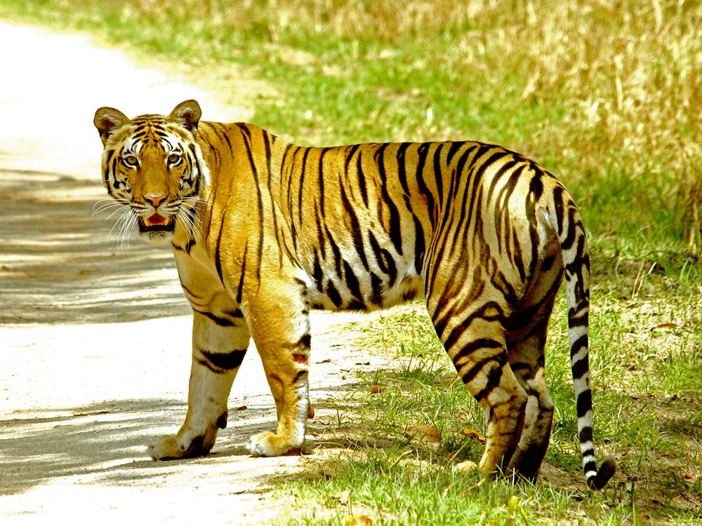046 tigress.jpg