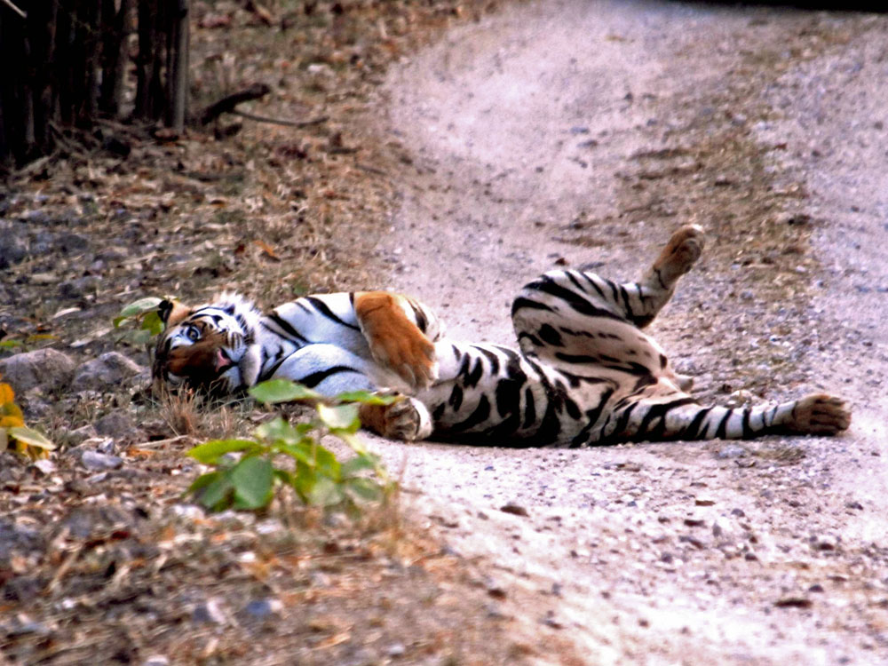 052 tiger mud bath.jpg