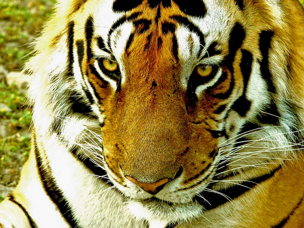 054 tiger.jpg