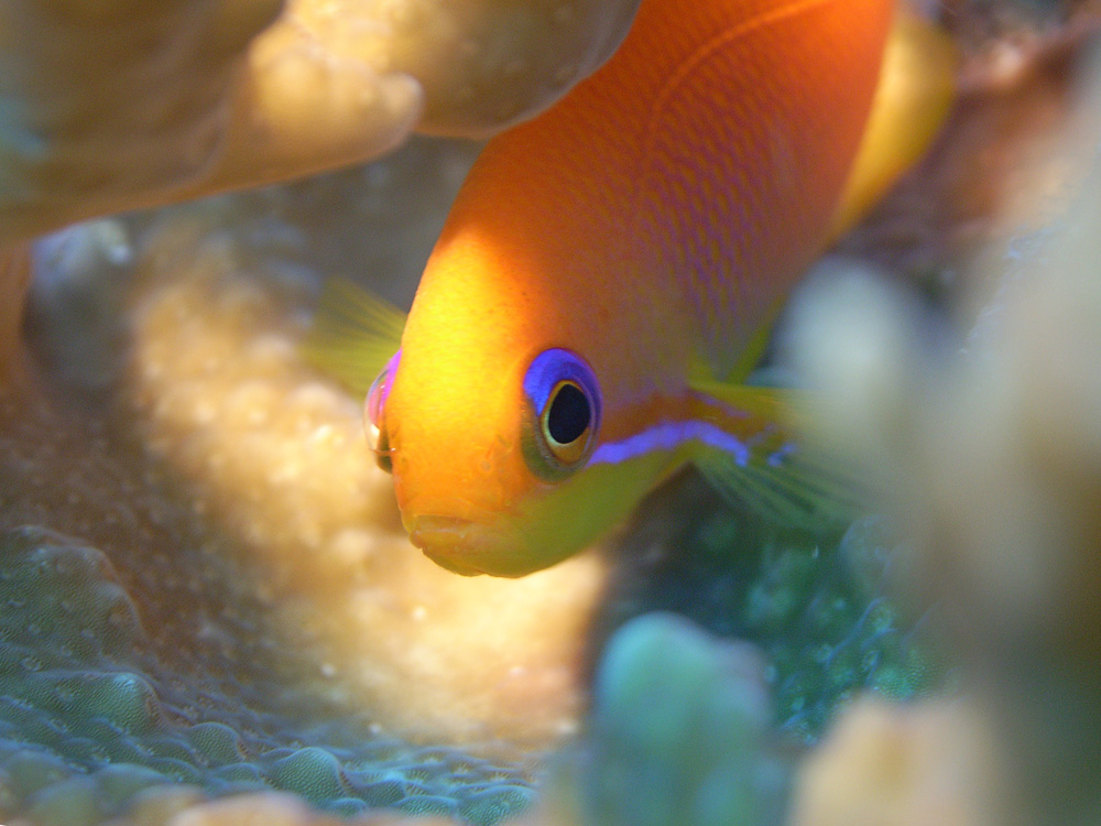 004 anthias - maldives.jpg