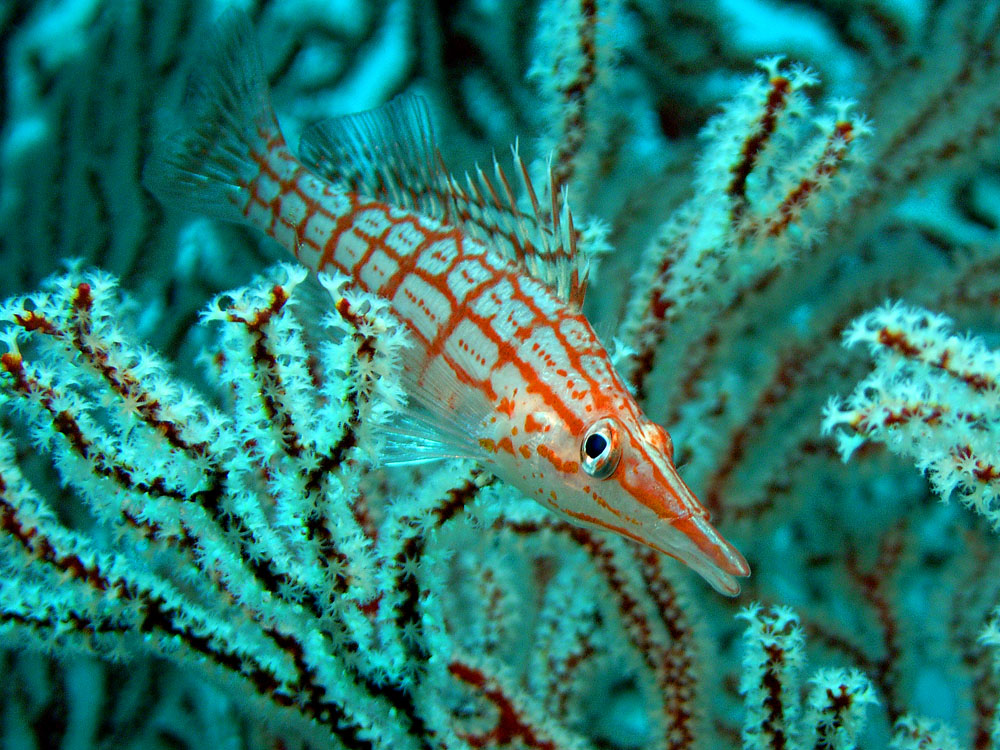 011 longnose hawkfish - thailand.jpg