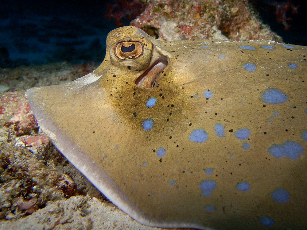 017 blue spotted sting ray - thailand.jpg