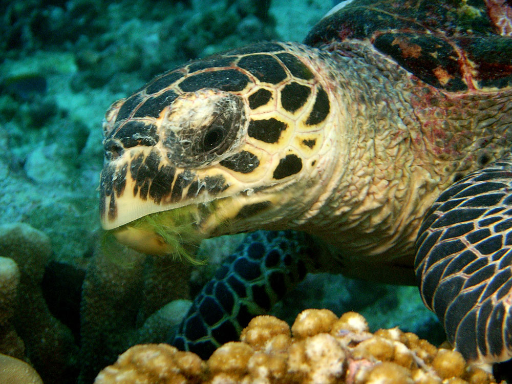 027 turtle - thailand.jpg