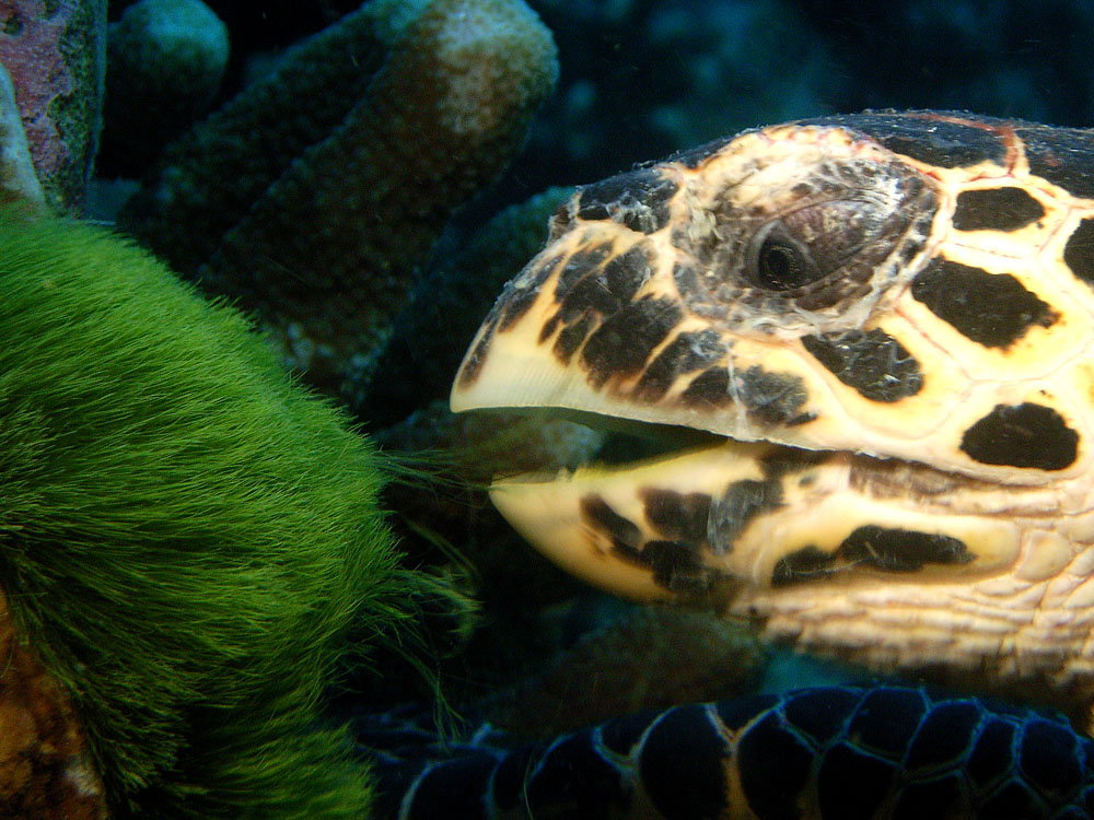 028 turtle - thailand.jpg