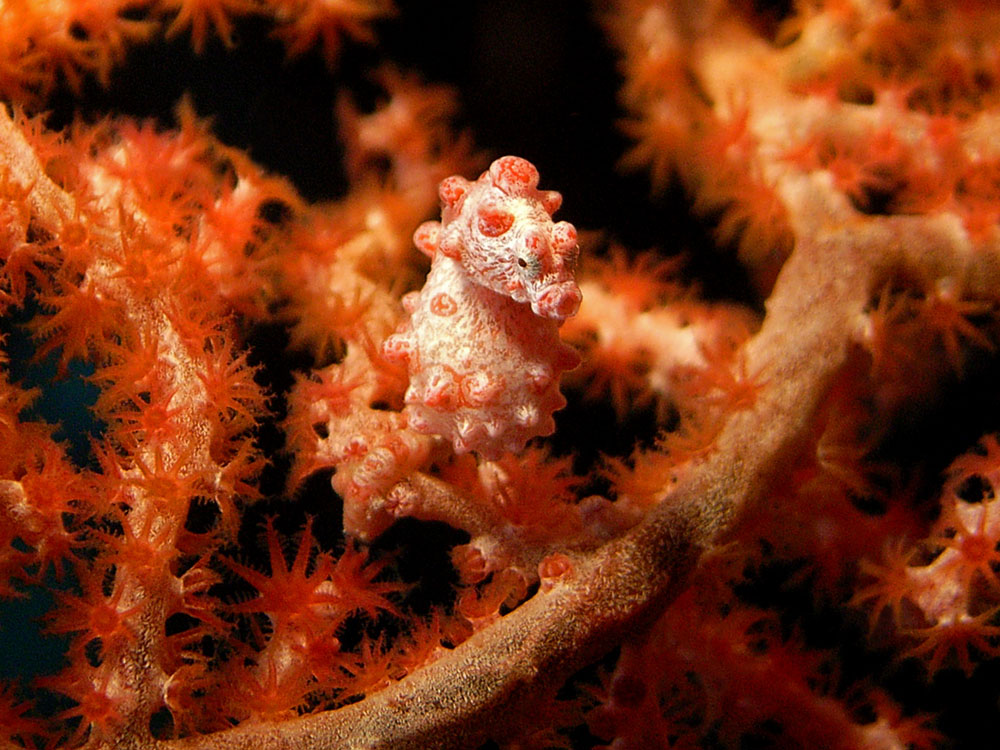 032 pigmy seahorse - raja ampat, indonesia.jpg