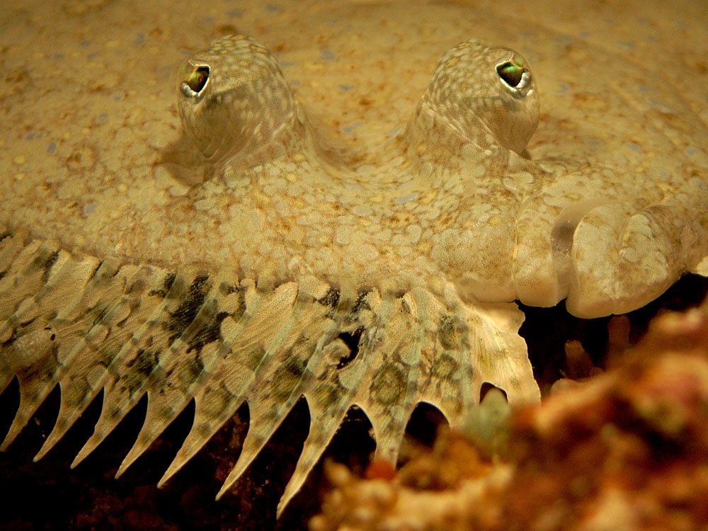 036 flounder - raja ampat, indonesia.jpg