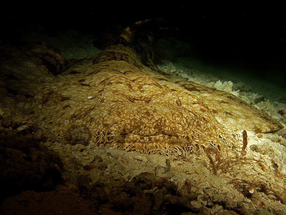 041 wobegong - raja ampat, indonesia.jpg