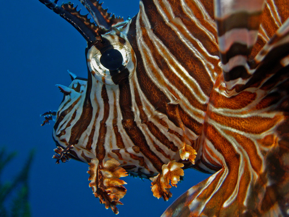 044 lionfish - raja ampat, indonesia.jpg