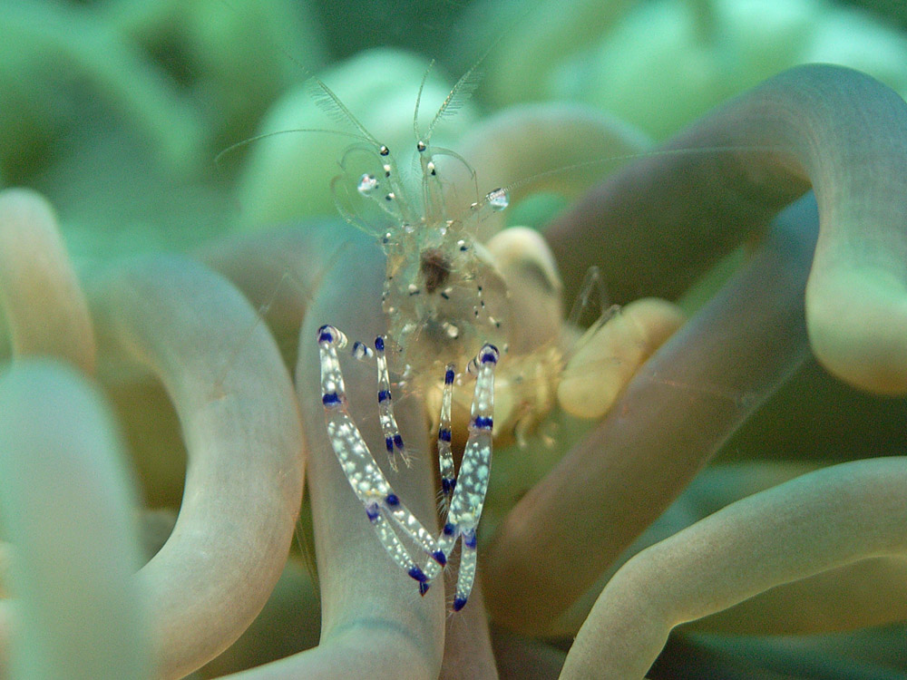 046 transparent shrimp - raja ampat, indonesia.jpg