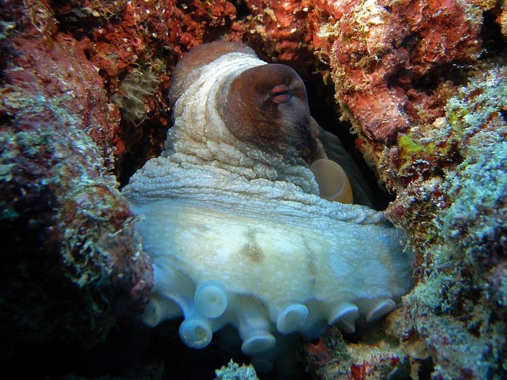 047 octopus - raja ampat, indonesia.jpg