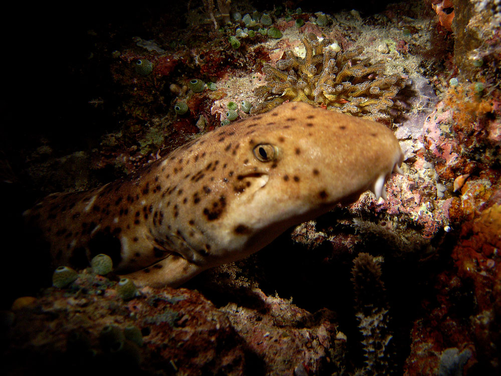 048 epaulet shark - raja ampat, indonesia.jpg