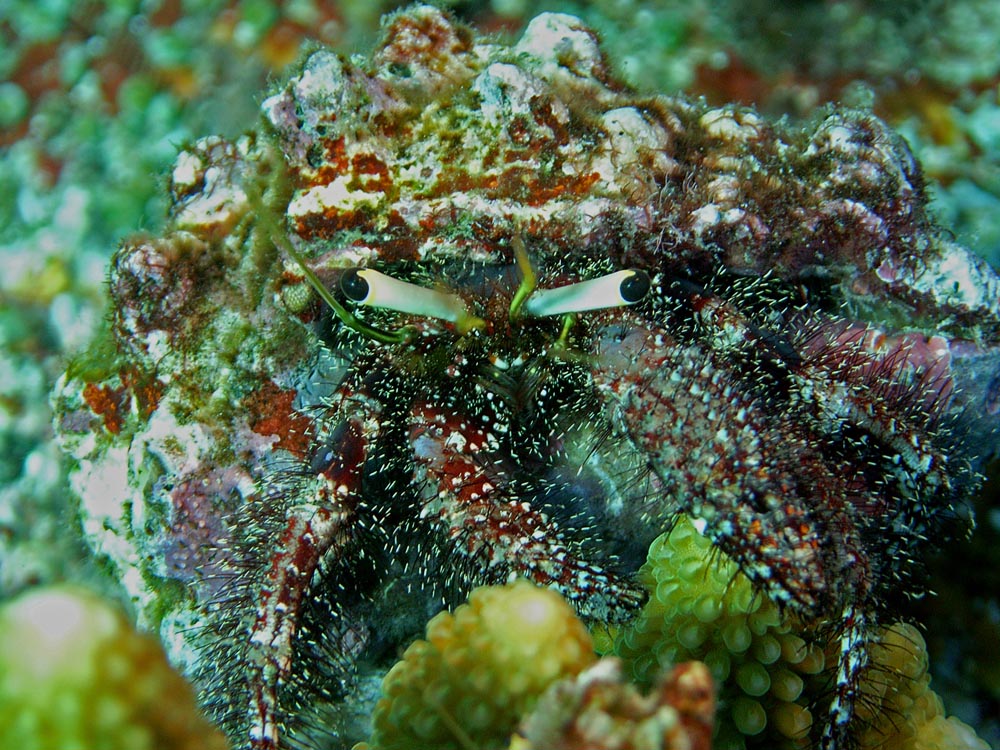 049 crab - raja ampat, indonesia.jpg